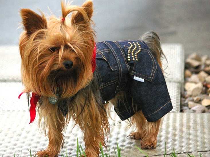 3 Reasons for NOT neutering your dog