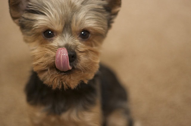 Why do Morkies lick your face?