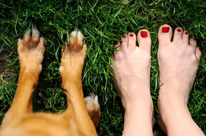 Paw care and your Morkie