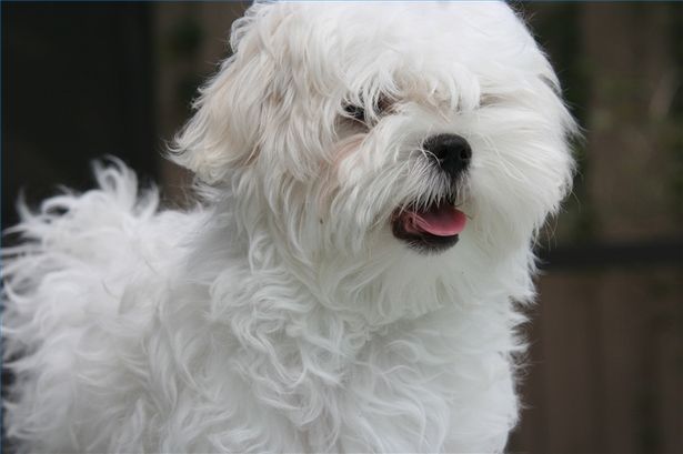 Your Morkie and Separation Anxiety