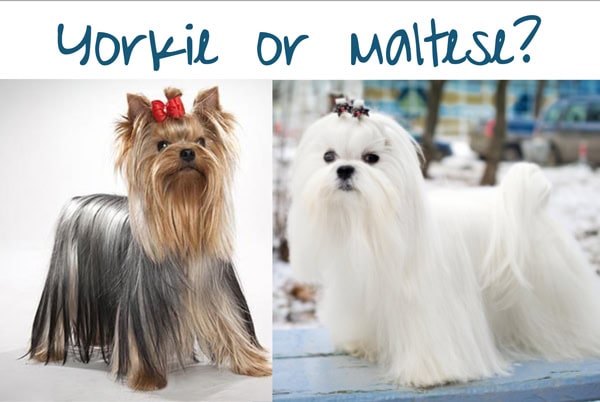 Is your Morkie more Yorkie or more Maltese?