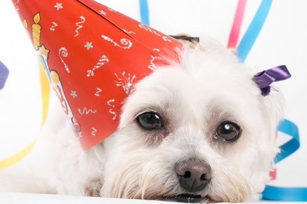 Be a humane host at your next party