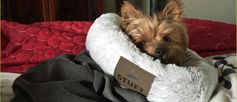 Should your Morkie sleep in your bed?