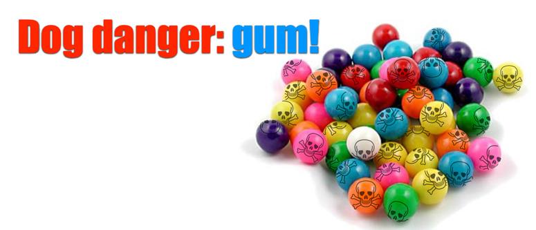 Killer gum – keep chewing gum away from your Morkie