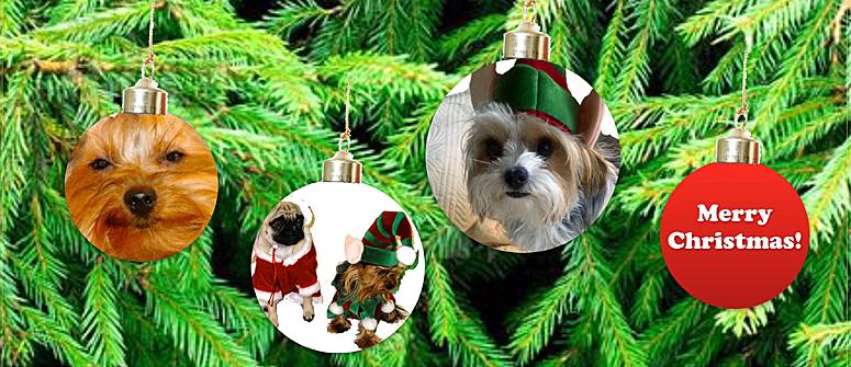 Merry Morkie Christmas!