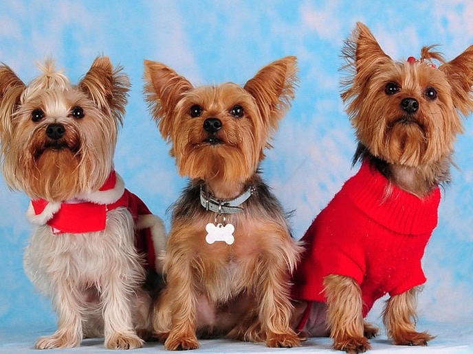 All about the YORKIE