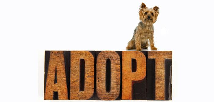 Should I rescue a Morkie from a shelter?