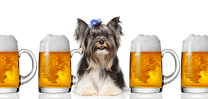 Skip the green beer for your Morkie!