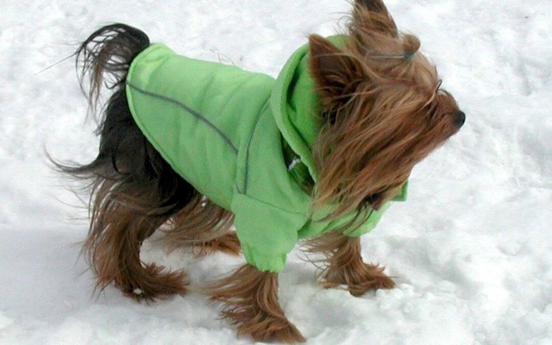 Don’t get greenwashed on St. Patrick’s Day