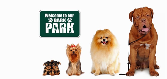 Dog Park Safety