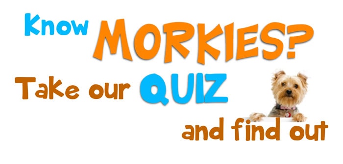Dog intelligence test for your Morkie