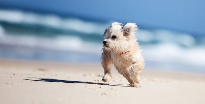 How long will my Morkie live?