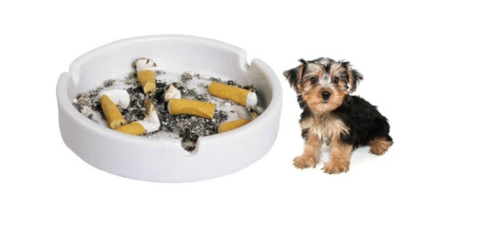 Did you know your Morkie can get cancer if you smoke?