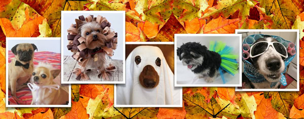No tricks, no treats this Halloween