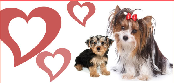 When your Morkie does NOT deserve praise