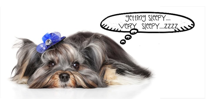 Does your Morkie dream?