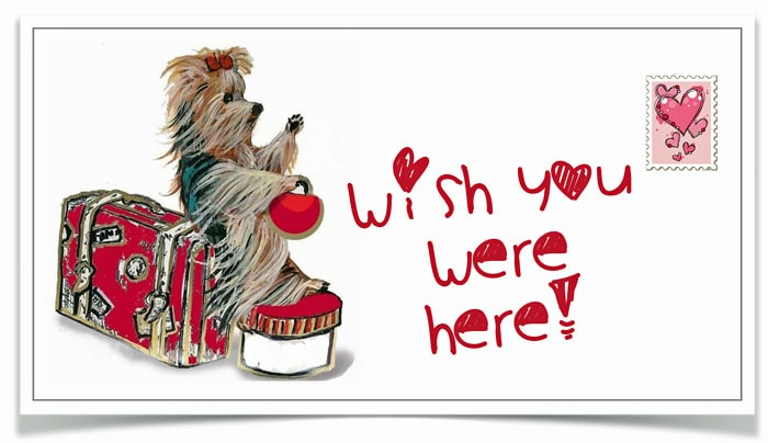 Traveling with your Morkie