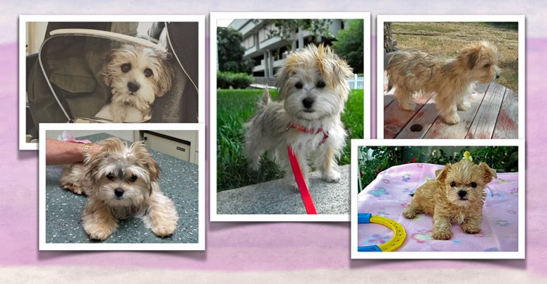 Showing off your Morkie pix