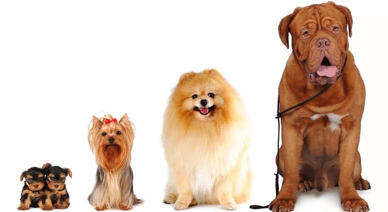 Dogs by the Numbers