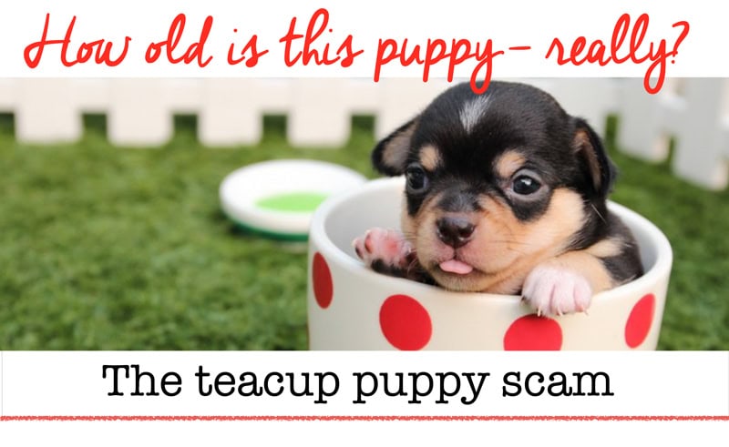 Watch out for this teacup Morkie scam