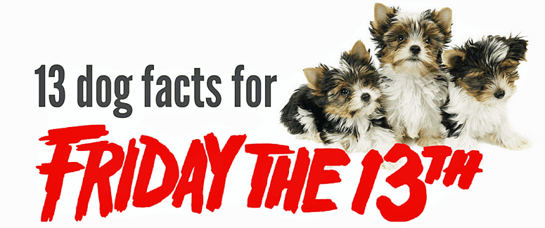 13 Dog Facts You Probably Don’t Know