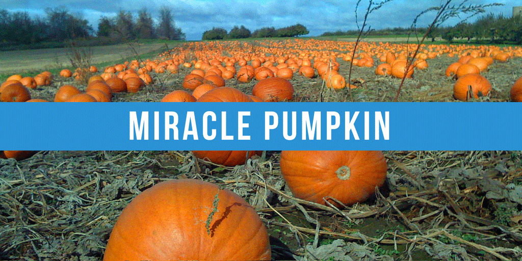 Miracle Pumpkin!