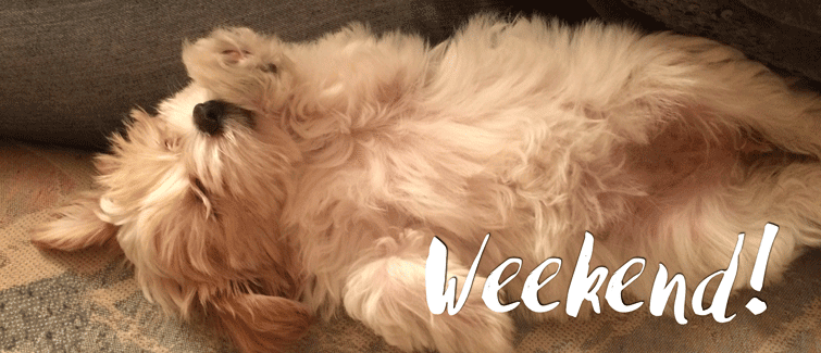 10 Ways to Spoil Your Morkie