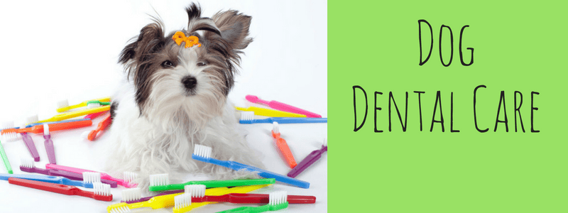 Dog Dental Care & Your Morkie