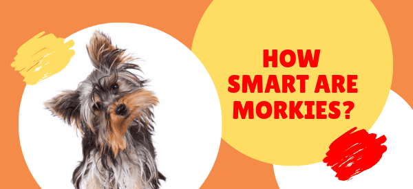 Smartest dog breeds: how smart is your Morkie?