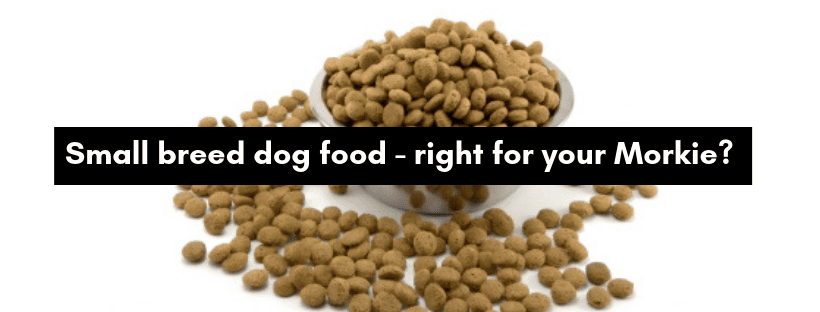 Small breed dog food – does your Morkie need it?