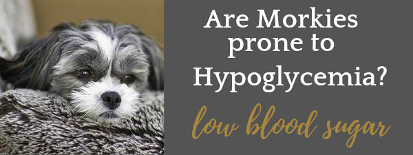 What Is Hypoglycemia in Dogs? Are Morkies Prone to It?