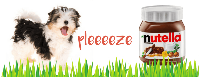 Can dogs eat Nutella?