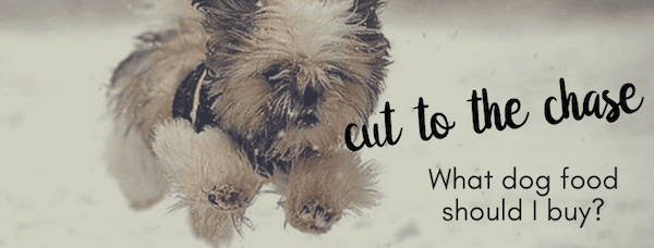 Best dog food brands for your Morkie