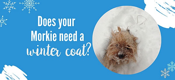 Does your Morkie need a winter dog coat?