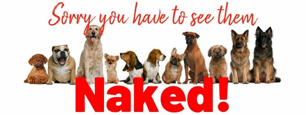 Dog clothes: should dogs wear clothes?