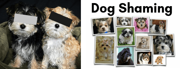 OMG the funniest dog pix ever!