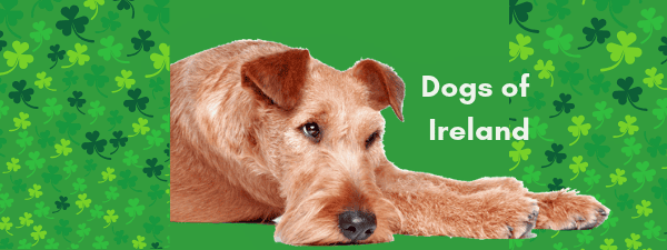 Why the Irish love their dogs!