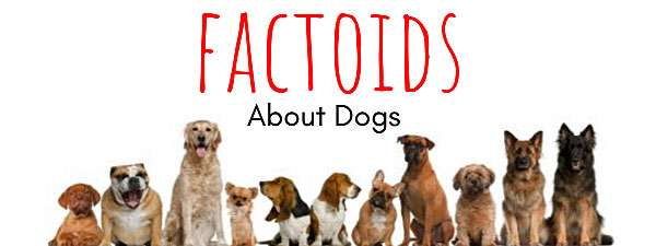 Dog Facts: Cool Things About Our Canine Friends
