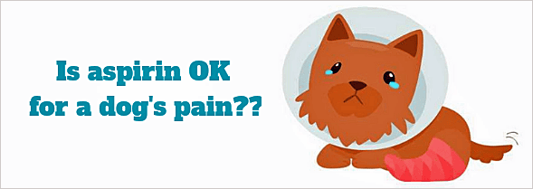 Aspirin for dogs: is it safe?