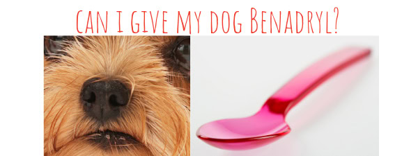 Can I give my Morkie Benadryl?