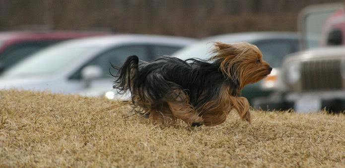 How to find a lost dog
