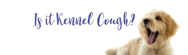 What is Kennel Cough?