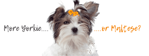 The Morkie Temperament: What to expect
