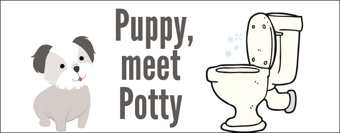 How to potty train a Morkie puppy