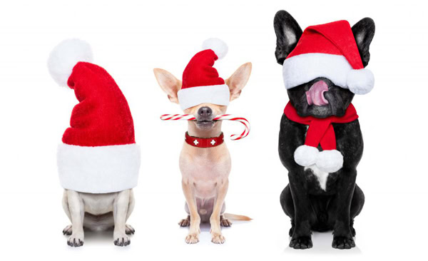 Dogs Christmas Roundup