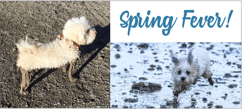 Your Morkie and Spring Fever