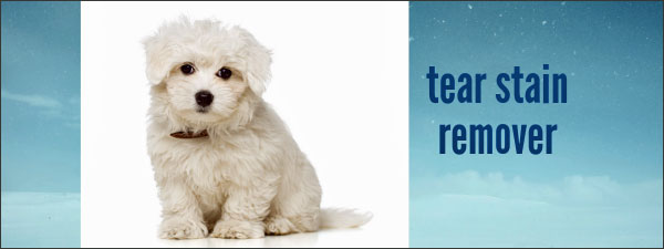 Clean stains around your Morkie’s eyes