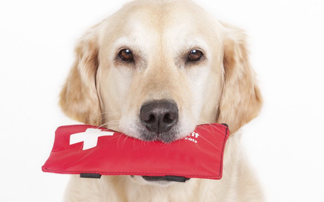 Pet Emergency Xylitol Toxicity East Valley Animal Hospital