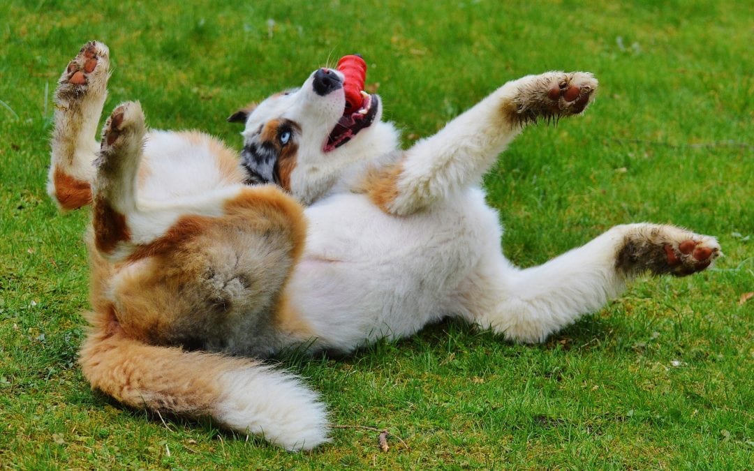7 Creative Ways To Use A Kong Dog Toy East Valley Animal Hospital