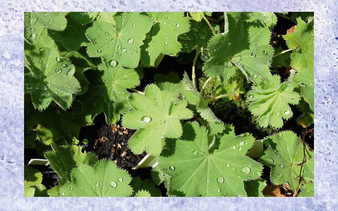 Karakteristieken van Mens en Tuin #10
